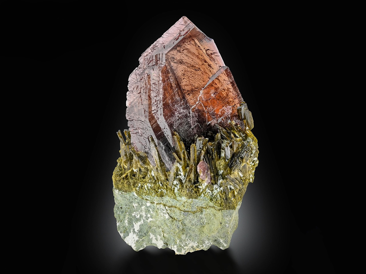 Related Specimen