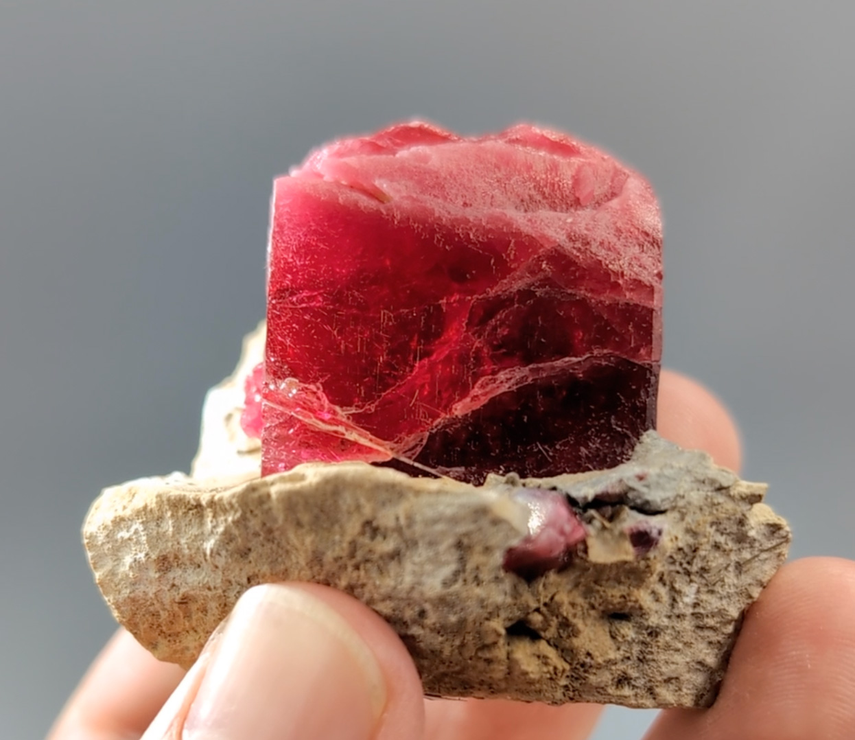 Related Specimen