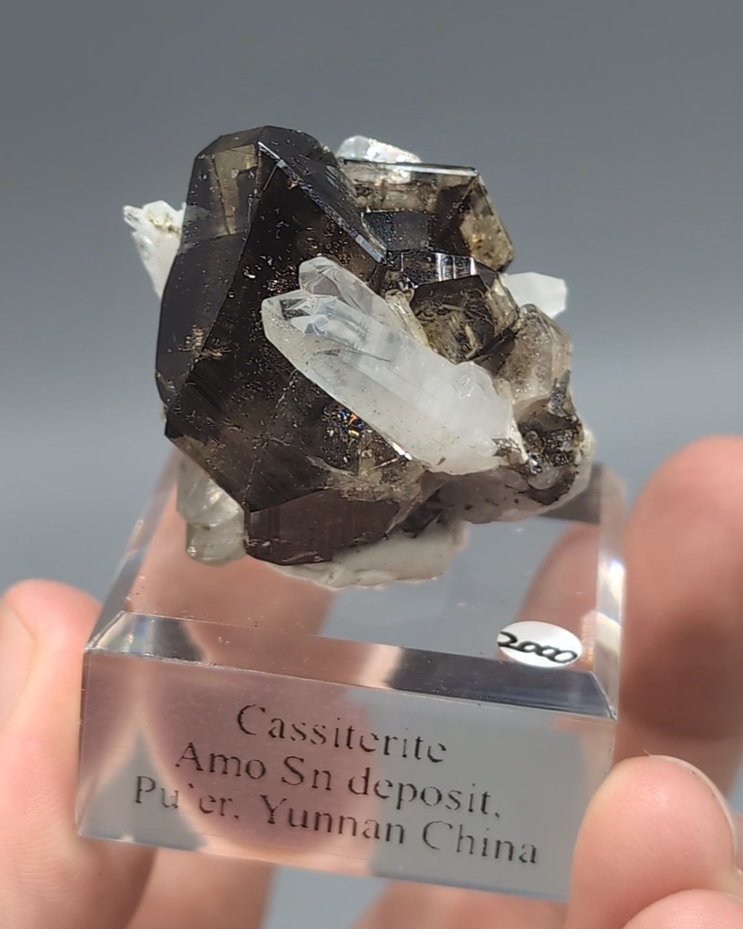 Related Specimen