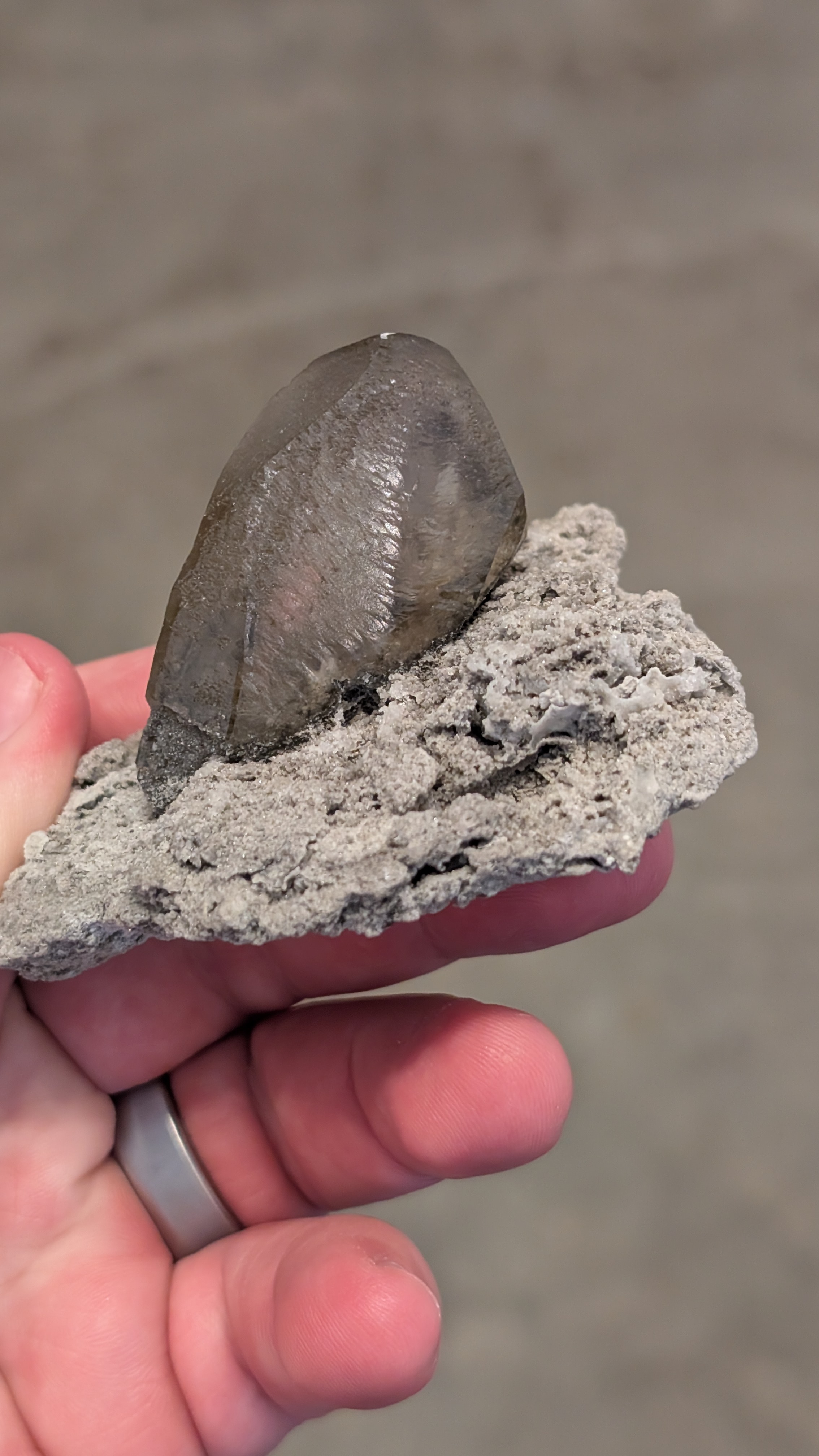 Related Specimen