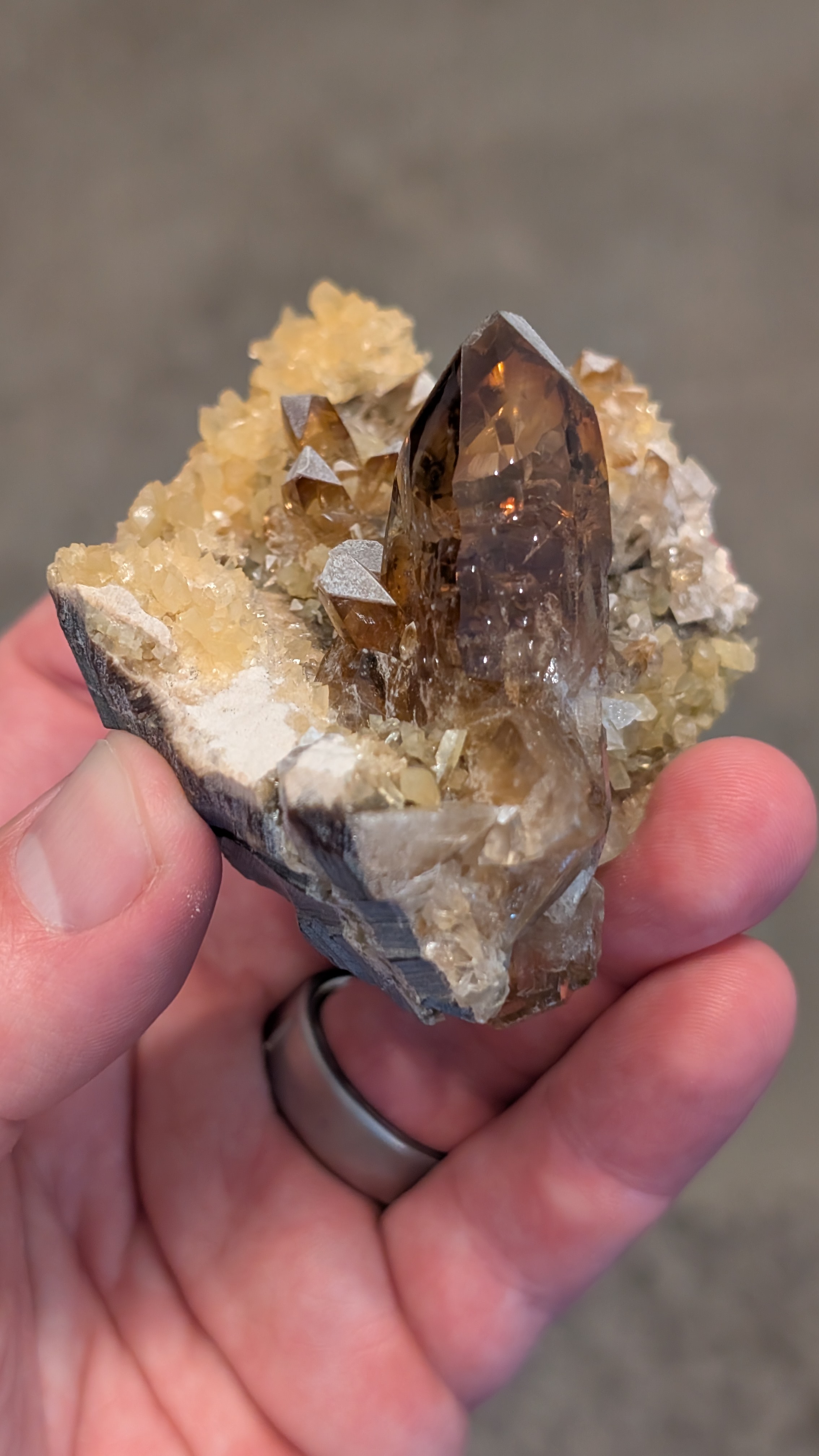 Related Specimen